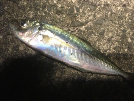 日本海アオリイカ釣行