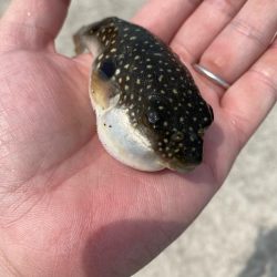 まだまだ小さいです