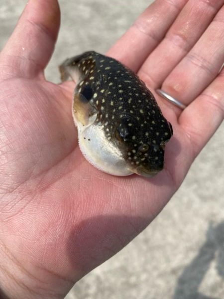 まだまだ小さいです