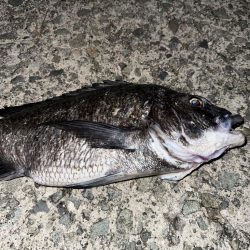 ぶっ込み釣り