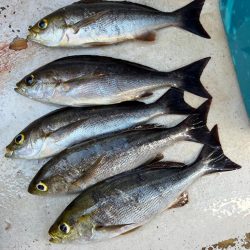 大原沖、LTイサキ