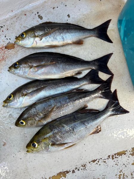 大原沖、LTイサキ