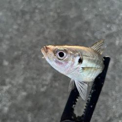 短時間で数釣り