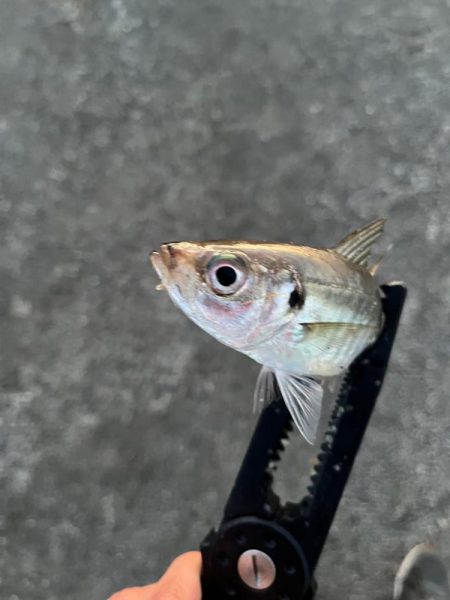 短時間で数釣り