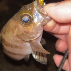 サクッとメバリング♪