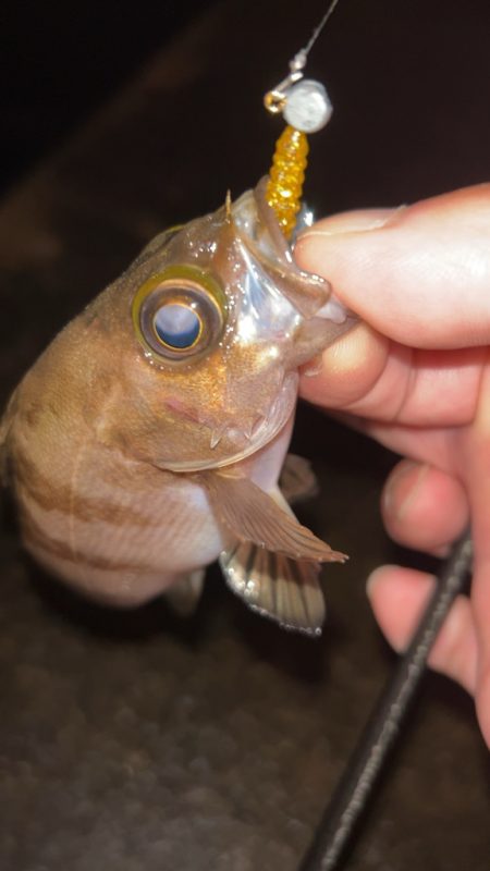 サクッとメバリング♪