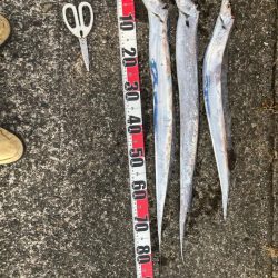 今日もタチウオ