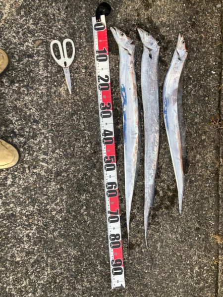 今日もタチウオ