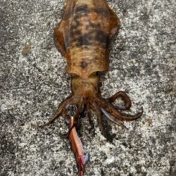 久しぶりの朝マズメ