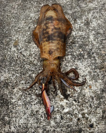 久しぶりの朝マズメ