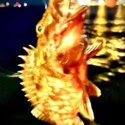 ジグ単de〜アジング♪幼馴染の初アジング