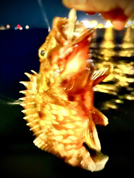 ジグ単de〜アジング♪幼馴染の初アジング