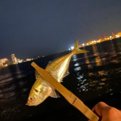 ジグ単de〜アジング♪減って来た感