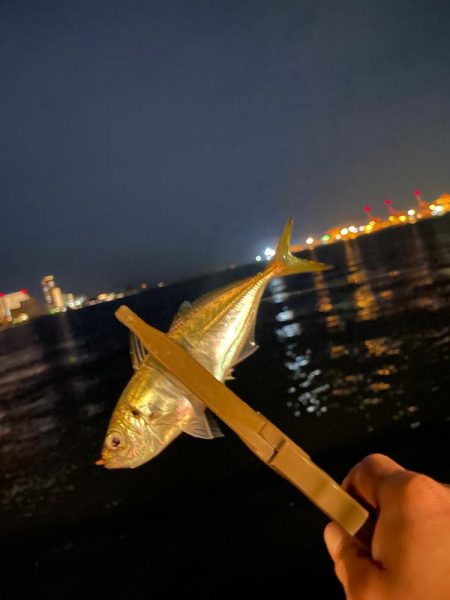 ジグ単de〜アジング♪減って来た感