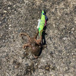 ⭐️新子ばっかり