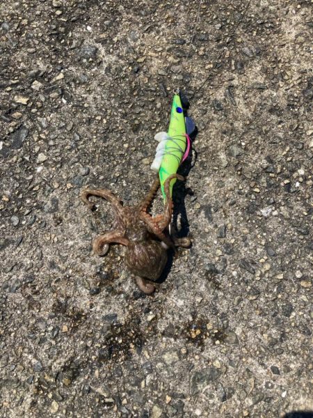 ⭐️新子ばっかり