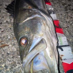 2024ライトゲーム第21戦