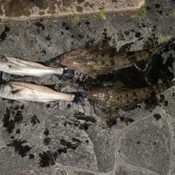 ウナギ&シーバスマゴチ