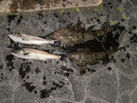 ウナギ&シーバスマゴチ