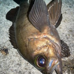 2024ライトゲーム第22戦