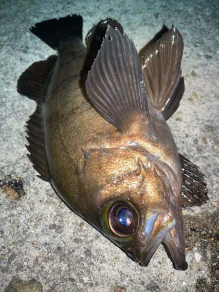 2024ライトゲーム第22戦