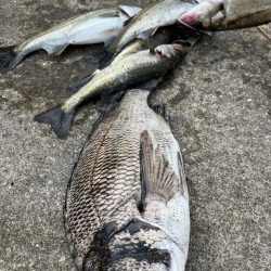 エビ撒きでセイゴの活性高いです