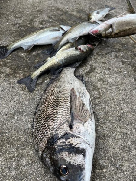 エビ撒きでセイゴの活性高いです