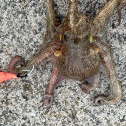 タコは気まぐれ　9