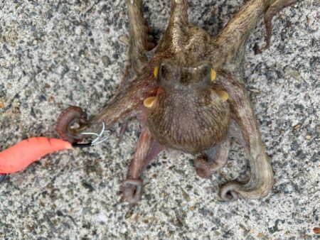 タコは気まぐれ　9