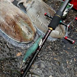 親アオリイカ狙いのはずがモンゴウイカに愛される