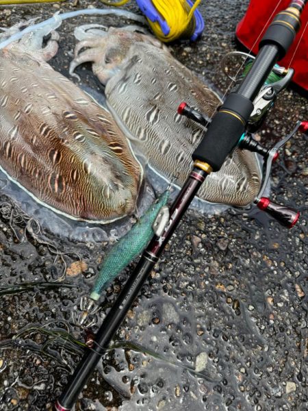 親アオリイカ狙いのはずがモンゴウイカに愛される