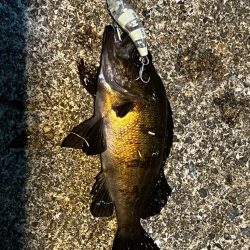 アジジグ釣行　淡路島