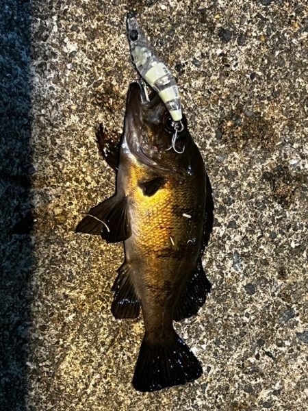 アジジグ釣行　淡路島