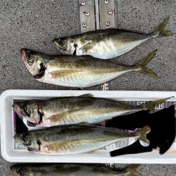 鯛ラバ　バチコン