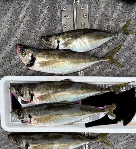 鯛ラバ　バチコン