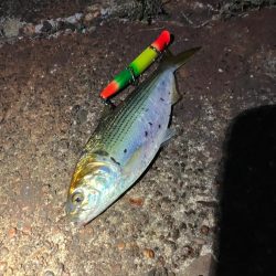 コノシロが12cmルアーを食ってきた