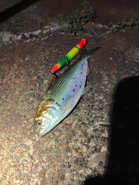 コノシロが12cmルアーを食ってきた