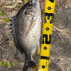 電気ウキアオイソメ流し釣り