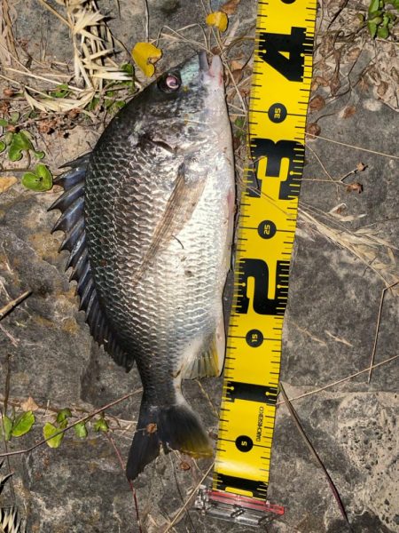 電気ウキアオイソメ流し釣り