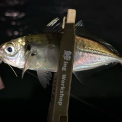 今日も元気にアジ探し