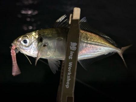 今日も元気にアジ探し