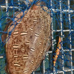 グッドサイズ来たよ