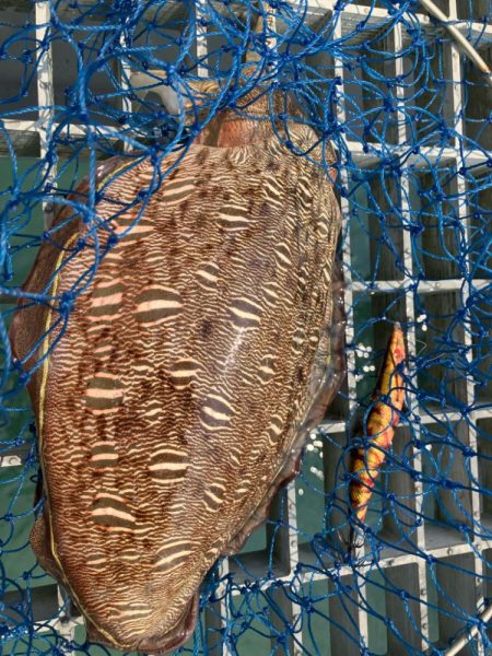 グッドサイズ来たよ