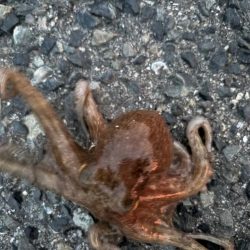 タコは気まぐれ 5