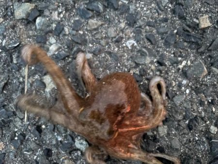 タコは気まぐれ 5