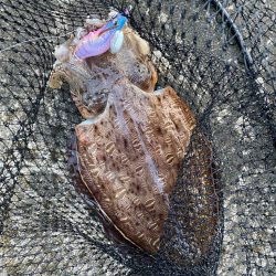 夕まずめのエギング