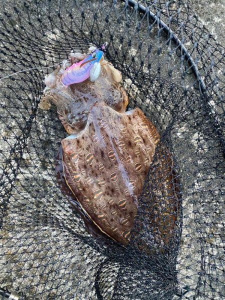 夕まずめのエギング