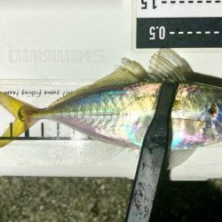 釣りたてのアジは虹色に輝く！