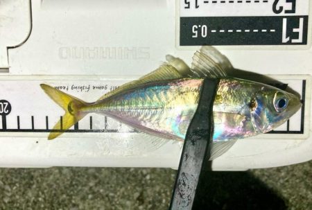 釣りたてのアジは虹色に輝く！