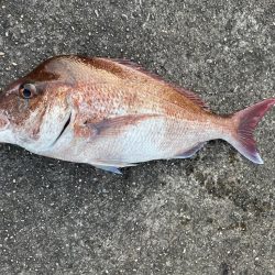 久しぶりのショア真鯛